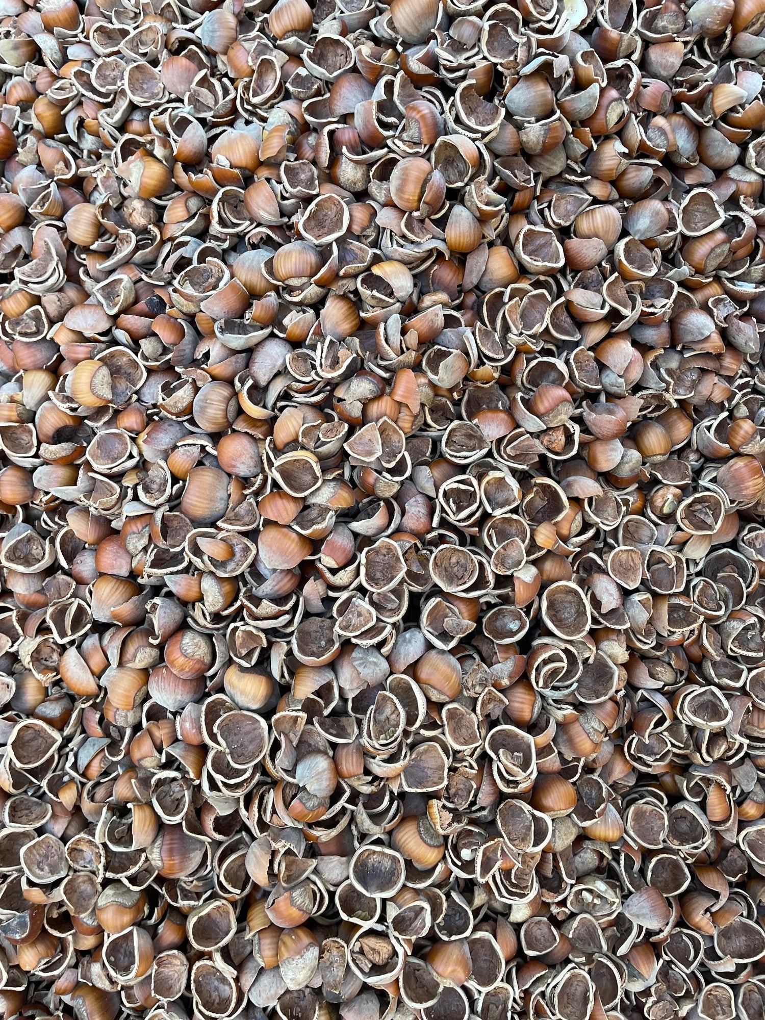 Hazelnut Smoking and BBQ Pellets