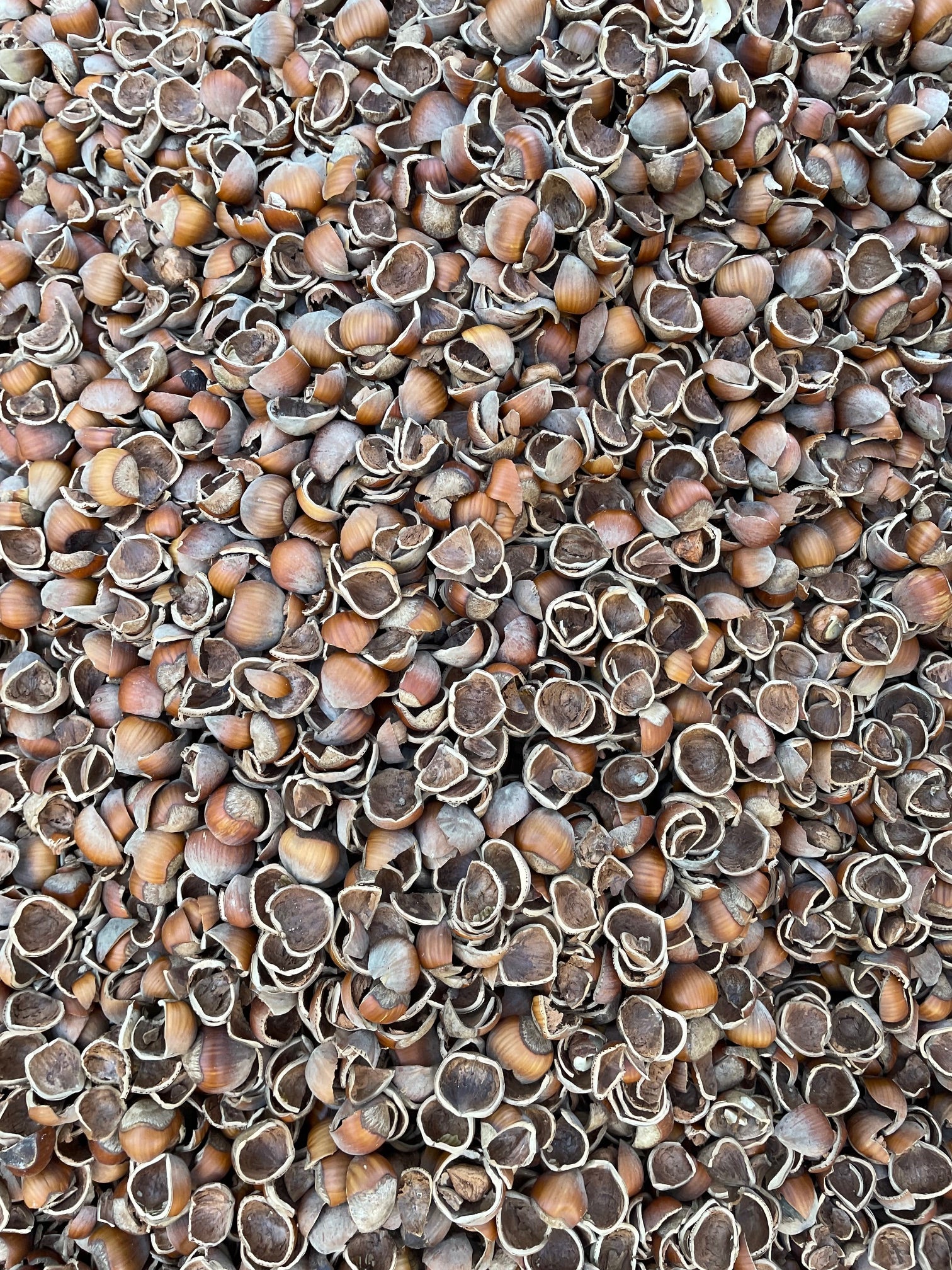 Hazelnut Smoking and BBQ Pellets