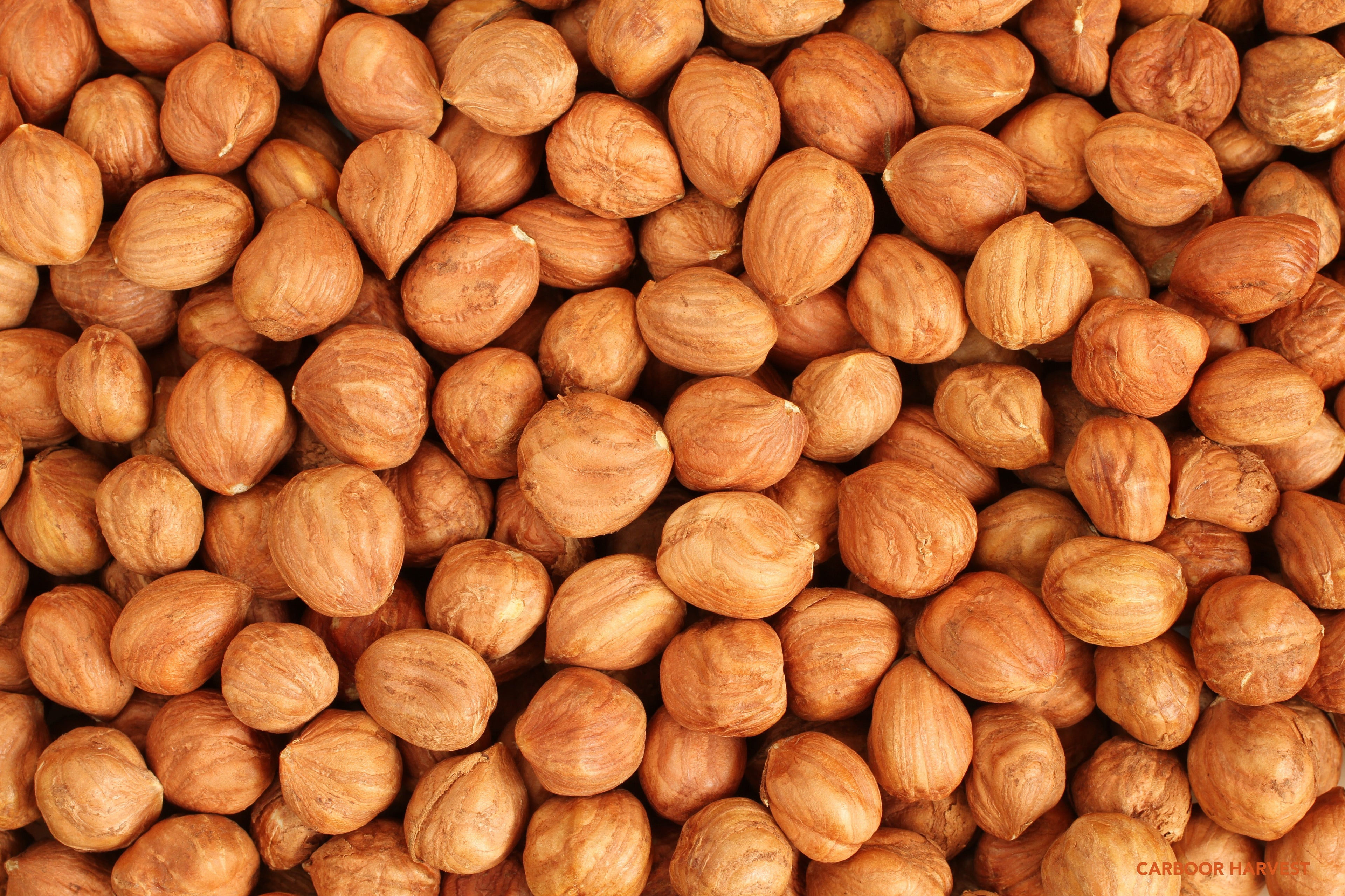 Raw hazelnuts