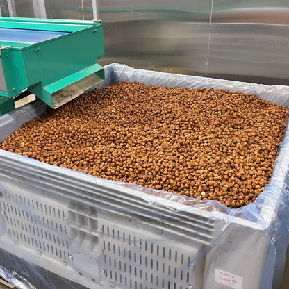 Raw Hazelnut Kernel