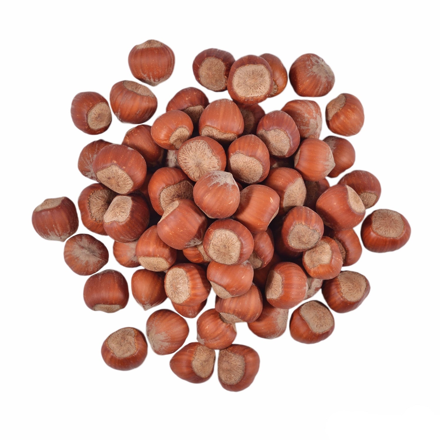 Australian hazelnuts in shell